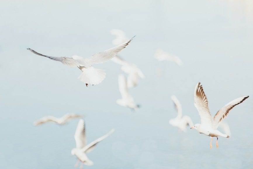 Cottage Home | Coastal Furniture & Beach House Furniture | Seagulls